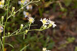 White panicle aster